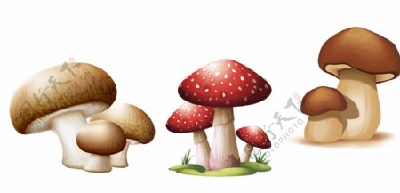 蘑菇卡通