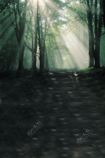 阳光下的树林H5背景图