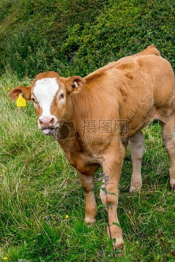 草地上的肉牛