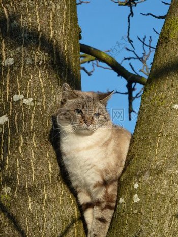 树杈上的小猫