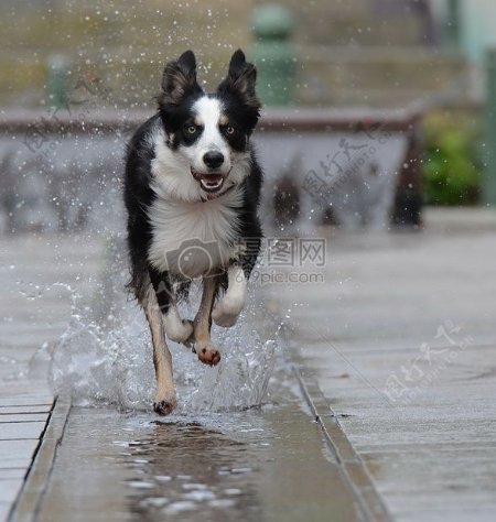 一只狗在有水的地面上跑