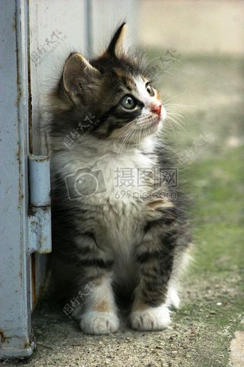 倚靠在门旁边的小猫