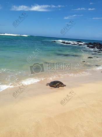 海滩上的乌龟