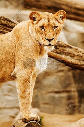 站立在木桩上的母狮子