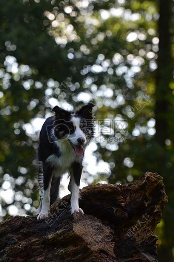 阳光下的英国牧羊犬