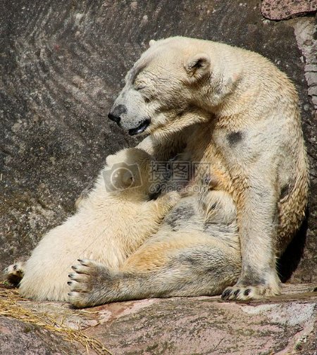 年轻的北极熊幼崽