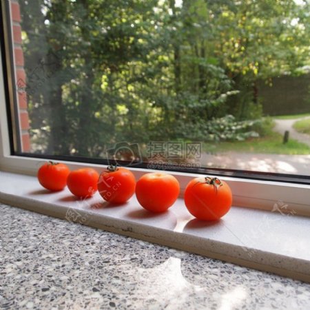 窗台处的西红柿