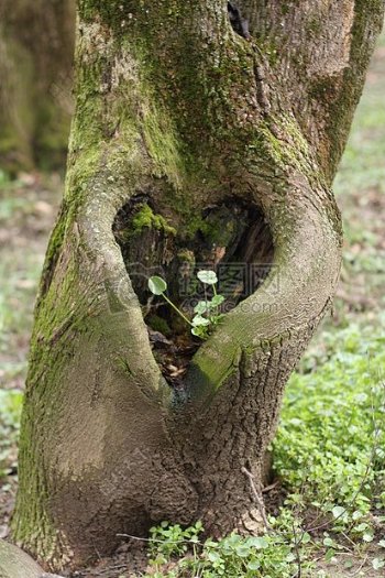 一颗树桩为心状的树