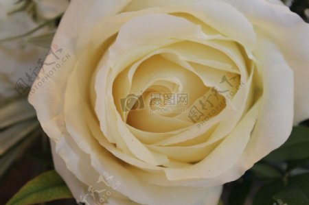 柔和的黄色玫瑰花