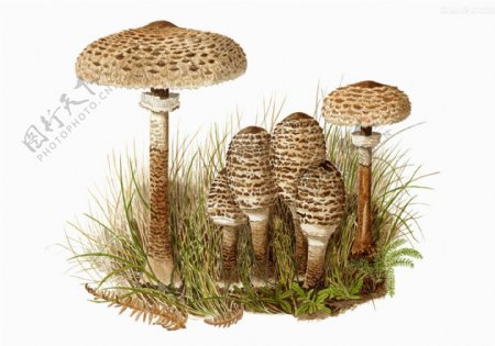 伞状蘑菇