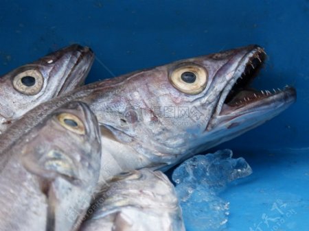市场上的新鲜鱼类