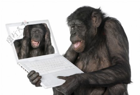 抱着笔记本电脑的大猩猩图片