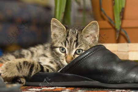 拖鞋上的小猫图片