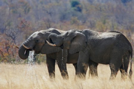 两只在喝水的大象图片