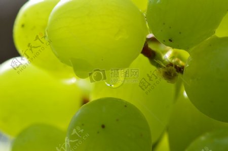 雨露中的绿葡萄