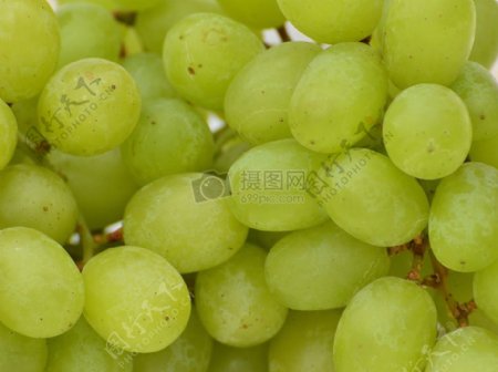 成熟的绿葡萄