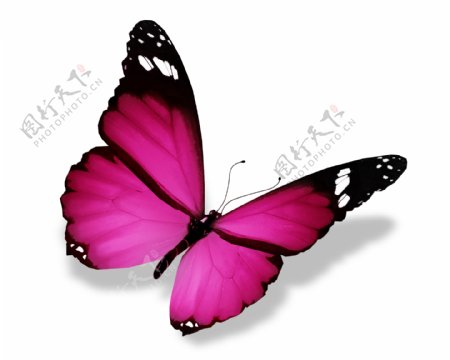 美丽粉红色蝴蝶图片