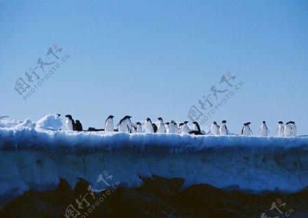 一群企鹅摄影图片