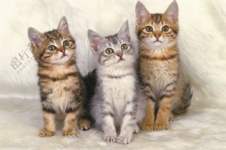 三只可爱的小猫图片