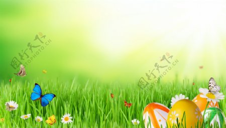 草地上的蝴蝶与彩蛋图片