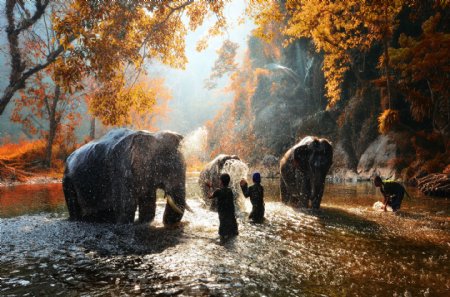 水里的大象图片