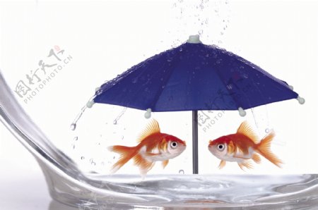 雨伞下的金鱼图片