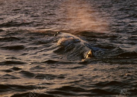 海面大鲸鱼图片