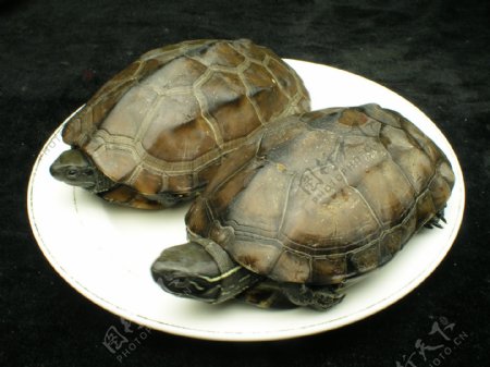 盘子里的乌龟图片