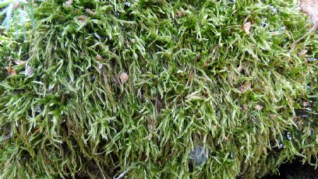 苔藓植物摄影图片