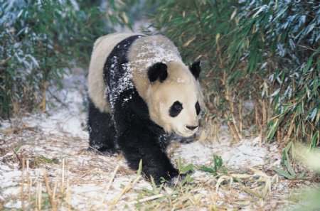 行走的熊猫图片