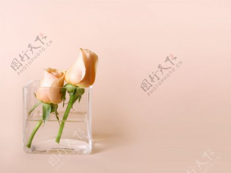 玫瑰花与玻璃杯图片