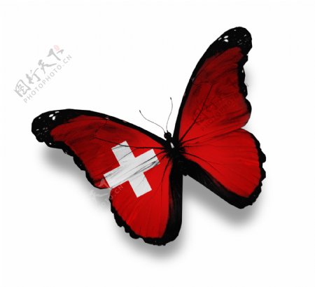 瑞士国旗蝴蝶图片