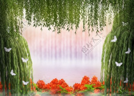 柳树蝴蝶鲜花背景图片