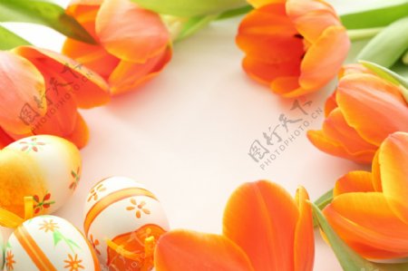郁金香鲜花与彩蛋图片