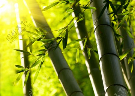 粗壮的竹子与阳光图片
