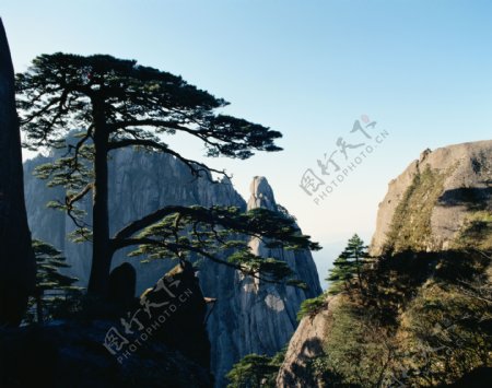 峭壁松树旅游景观图片