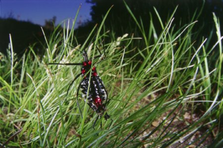 草上的昆虫摄影图片