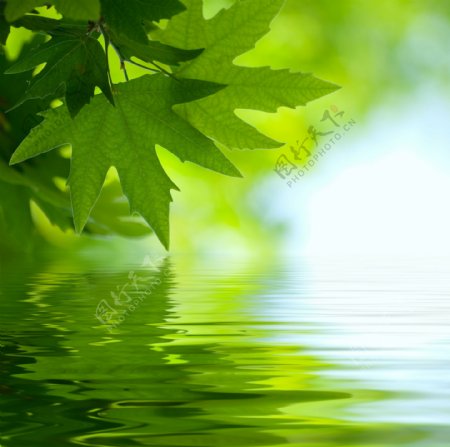 水面上的绿色树叶图片
