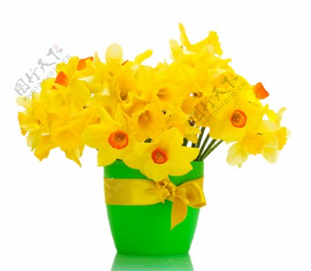 塑料盆里的黄色小花图片