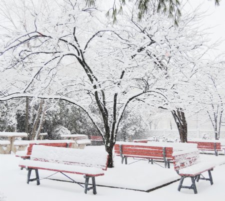 美丽公园雪景图片