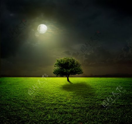 月亮与草地大树图片