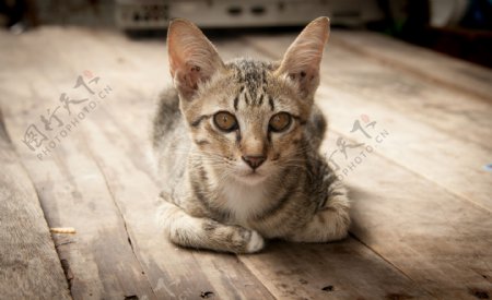 蹲在木板上的小花猫图片
