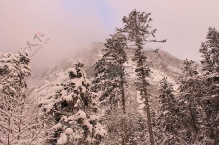 冬季的白天森林的低角度摄影