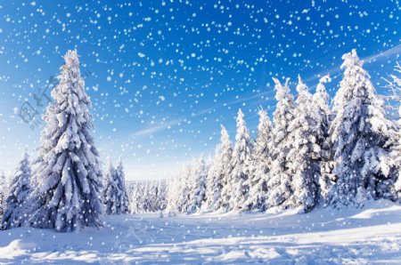 雪中洁白的雪地和树林图片