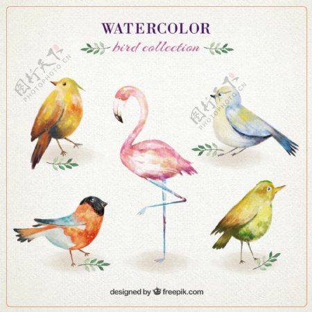 5款水彩绘鸟类设计矢量素材