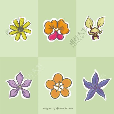 手工绘制的热带花卉