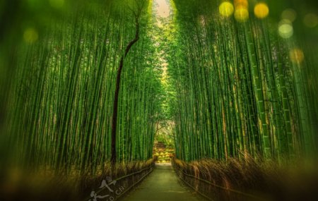 日本竹林背景图片素材