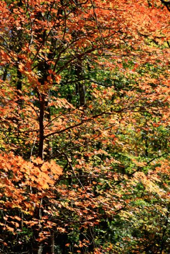 秋天背景图片图片