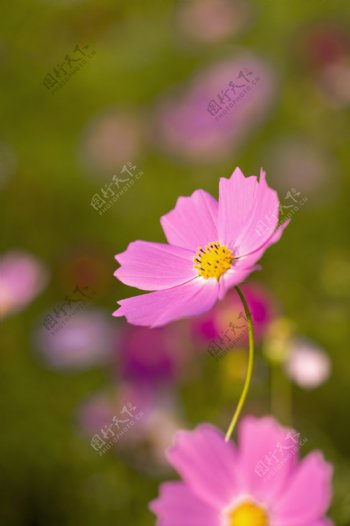 粉色的小雏菊图片图片