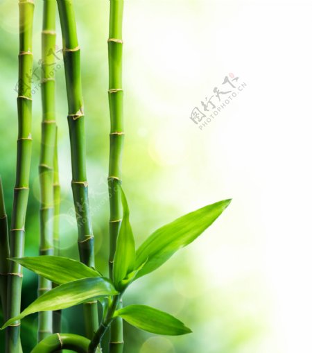 绿竹与梦幻光斑背景图片